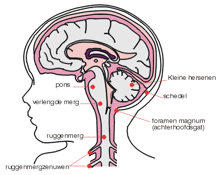 hersenen-1.gif